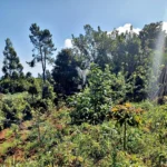 Lote de Terreno, Ilha da Madeira, Porto Moniz