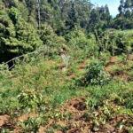 Lote de Terreno, Ilha da Madeira, Porto Moniz