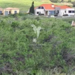 Terreno, Ilha de Porto Santo, Porto Santo