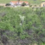 Terreno, Ilha de Porto Santo, Porto Santo