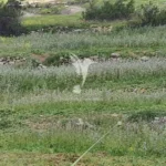 Terreno, Ilha de Porto Santo, Porto Santo