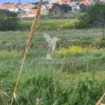 Terreno, Ilha de Porto Santo, Porto Santo