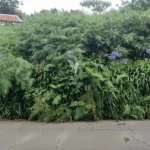 Lote de Terreno, Ilha da Madeira, Santana