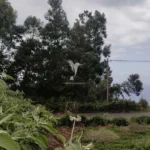 Lote de Terreno, Ilha da Madeira, Santana
