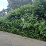 Lote de Terreno, Ilha da Madeira, Santana