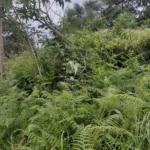 Lote de Terreno, Ilha da Madeira, Santana
