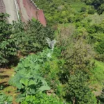 Terreno, Ilha da Madeira, Machico