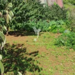 Terreno, Ilha da Madeira, Machico