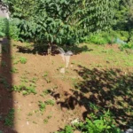 Terreno, Ilha da Madeira, Machico