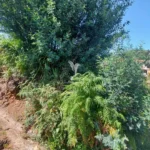 Lote de Terreno, Ilha da Madeira, Santa Cruz