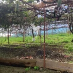 Lote de Terreno, Ilha da Madeira, Ponta do Sol