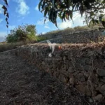 Terreno, Ilha da Madeira, Santa Cruz