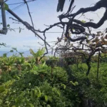 Moradia T2, Ilha da Madeira, Santa Cruz