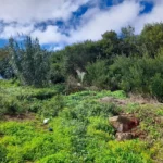 Lote de Terreno, Ilha da Madeira, Santa Cruz