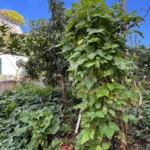 Moradia Isolada com terreno no Funchal - Ilha da Madeira