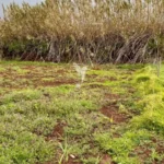 Moradia para Restaurar T3, Ilha da Madeira, Calheta (Madeira)