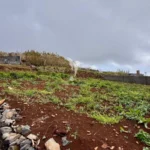 Moradia para Restaurar T3, Ilha da Madeira, Calheta (Madeira)