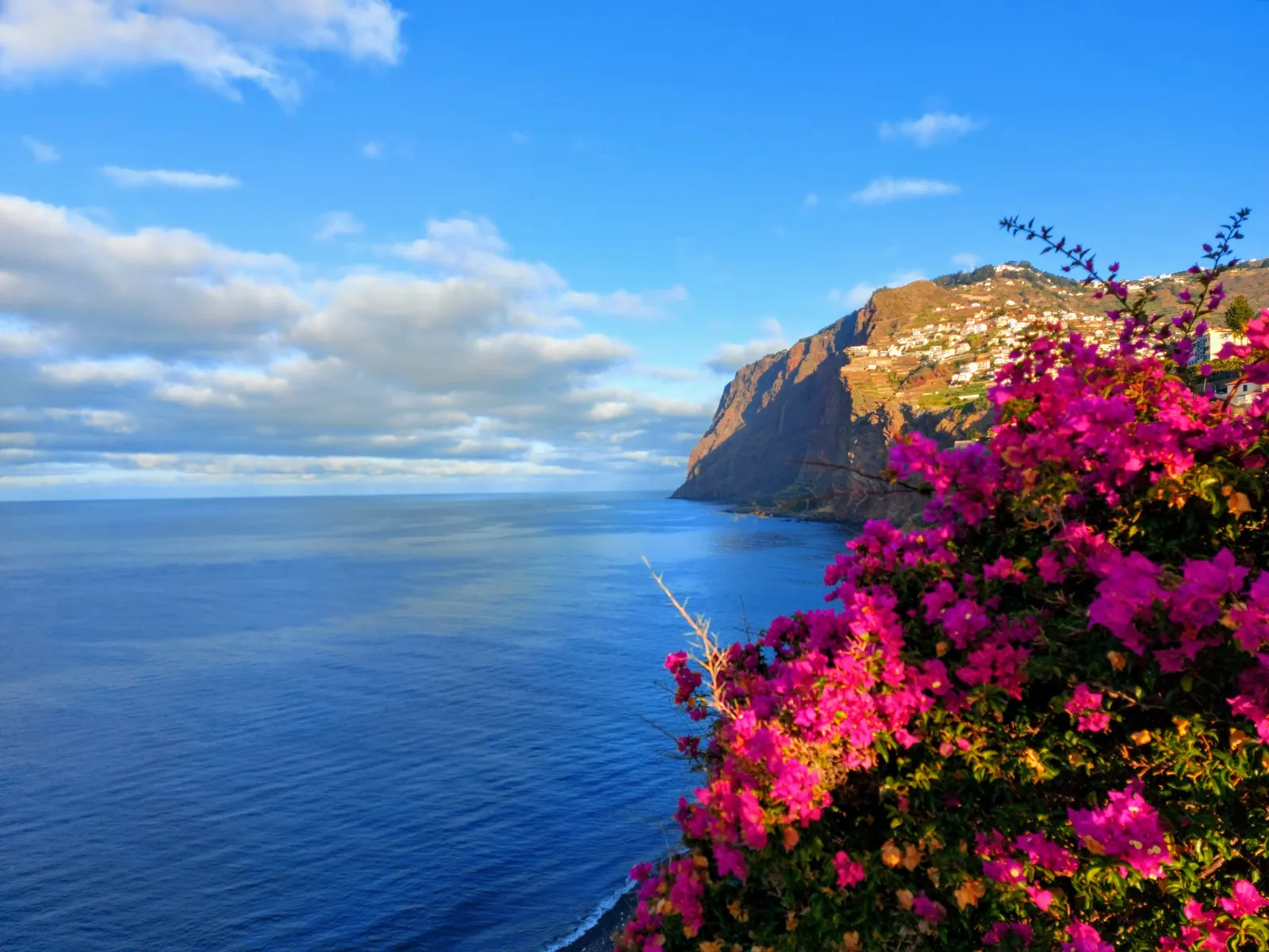 Buganvílias sobre o mar e as arribas da Madeira